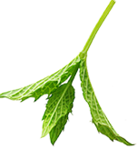 herbs